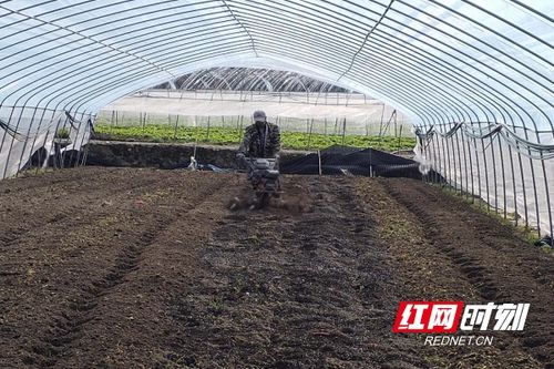 桂東春耕忙，陽光明媚蔬菜香