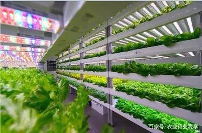 植物工廠 盈利困境與消費(fèi)趨勢下的未來曙光